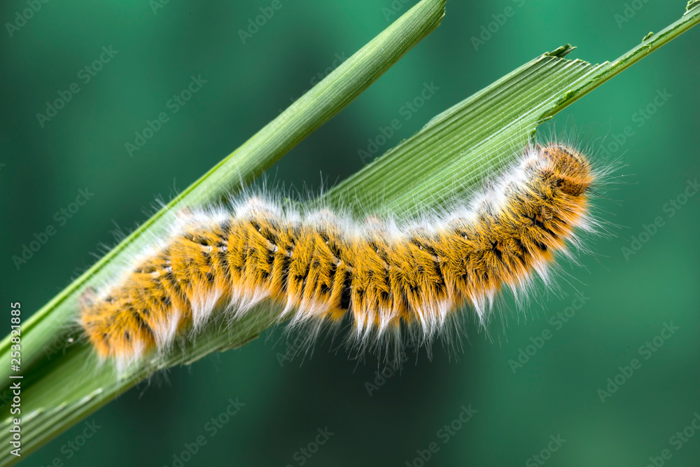 Eggar Moth (lasiocampa trifolii) caterpillar