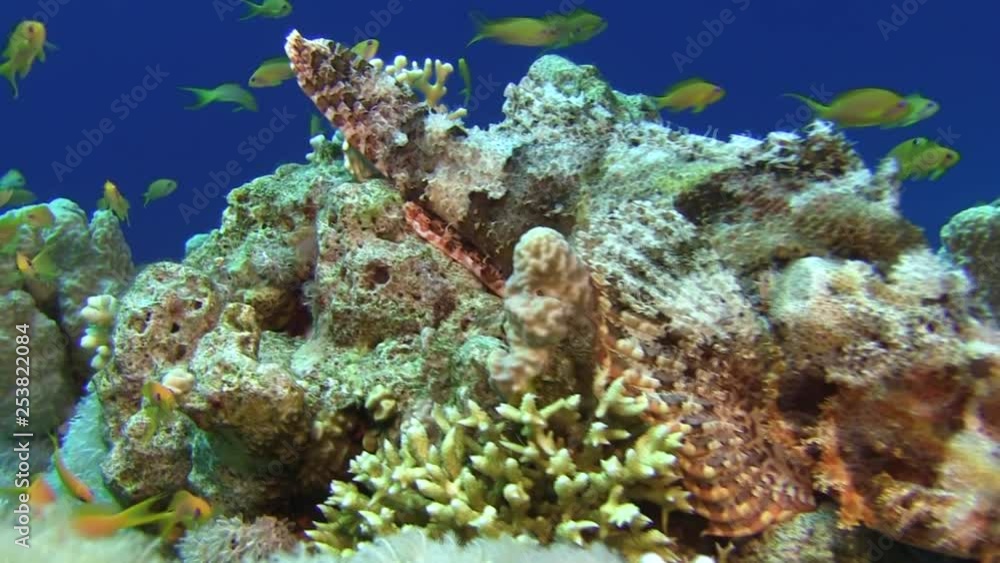 Egypt, diving the Red sea, Scorpionfish on the bottom with hard and soft coral Egypt, diving the Red sea, Scorpionfish on the bottom with hard and soft coral