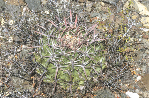 Echinocactus texensis photo