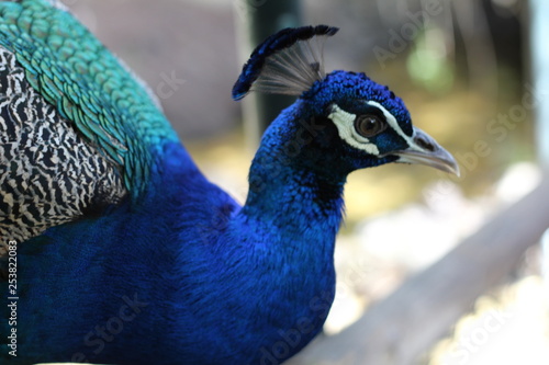 Der Pfau beobachtet aufmerksam seine Umgebung