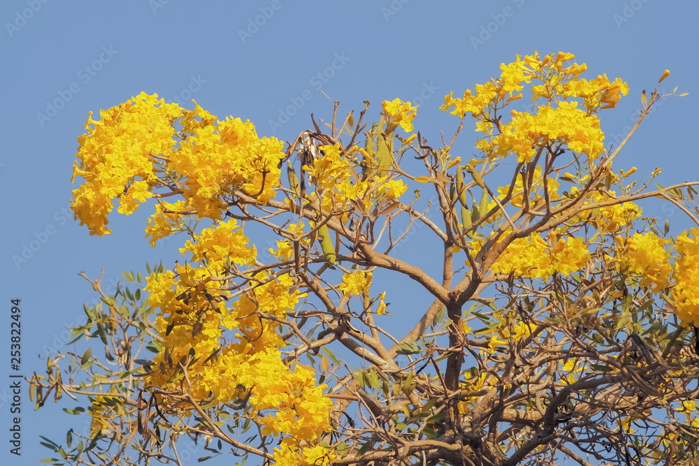 Beautiful Tabebuia chrysantha (Golden Tree, Golden Trumpet Tree, Yellow Pui) blossom blooming on tree with blue sky background. Beautiful Tabebuia chrysantha (Golden Tree, Golden Trumpet Tree, Yellow Pui) blossom blooming on tree with blue sky background.