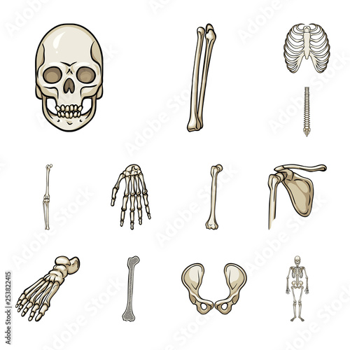 Vector illustration of bone and skeleton icon. Set of bone and human stock symbol for web.
