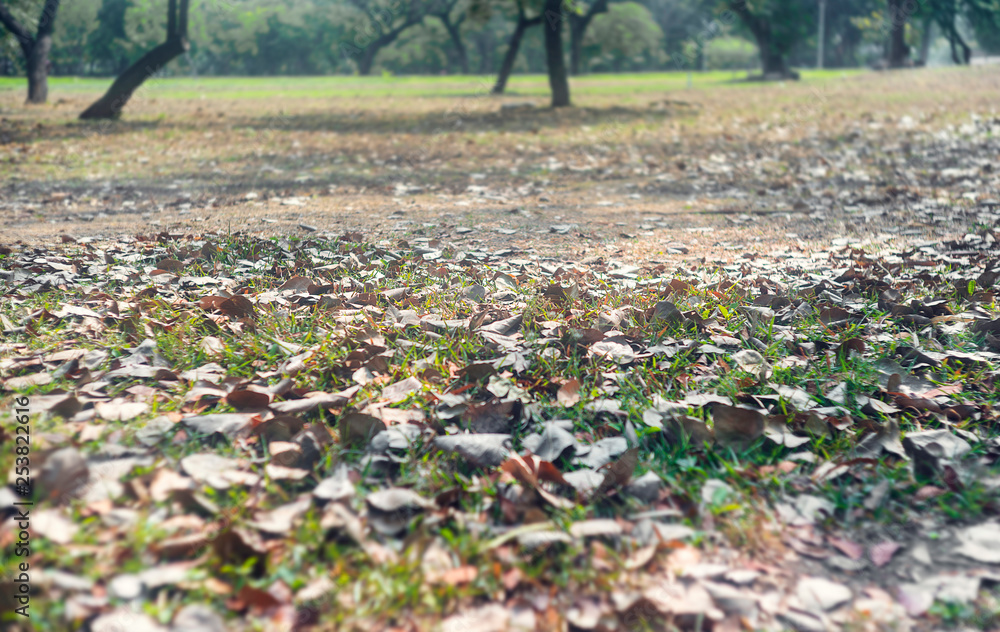 Blur park with sun light abstract background Blur park with sun light abstract background