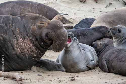 Northern Elephant Seals (Mirounga angustirostris) on the beach during mating season, at Ano Nuevo State Park and preserve, along the Pacific Coast of California, in Pescadero.  