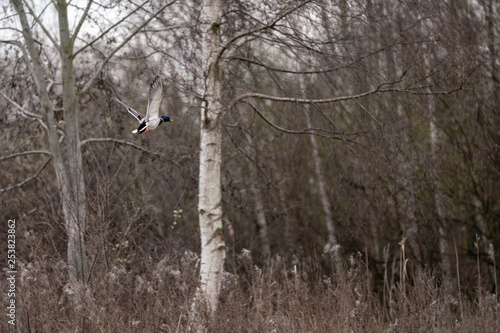 Wallpaper Mural  flying duck in the forest  Torontodigital.ca