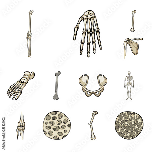 Vector illustration of bone and skeleton icon. Collection of bone and human stock symbol for web.