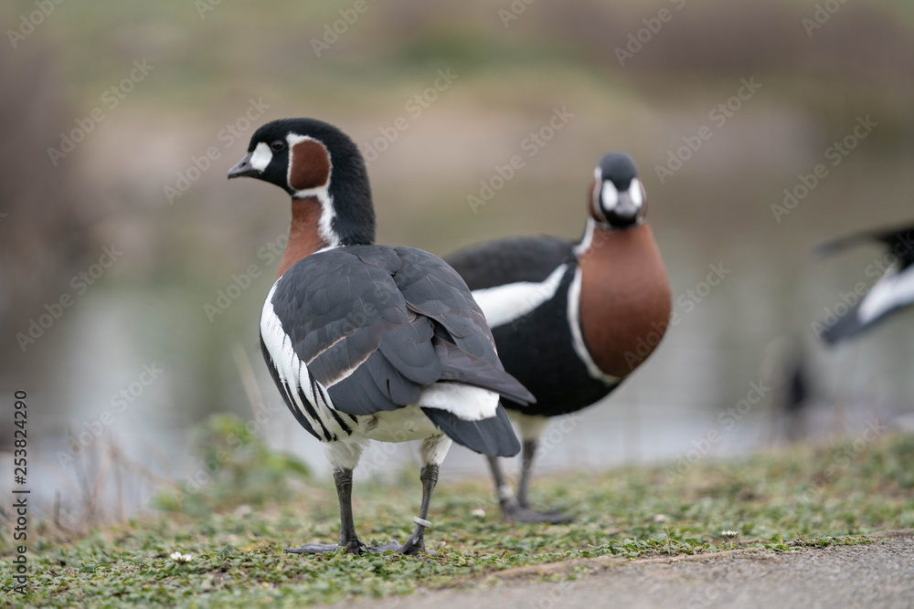 ducks on the grass