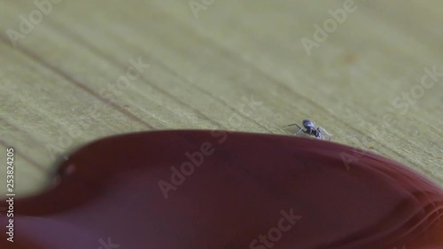 A close up shot of an solo ant eating palm suger photo