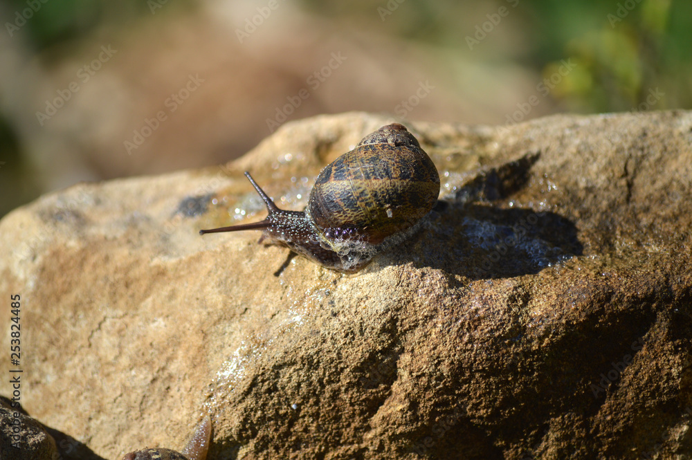 Close-up of a Beautiful Snail on a Stone, Nature, Macro Close-up of a Beautiful Snail on a Stone, Nature, Macro