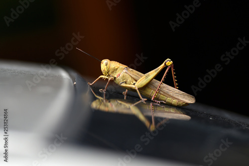 Wallpaper Mural Grasshoppers are herbivorous insects that have antennas and are generally winged Torontodigital.ca