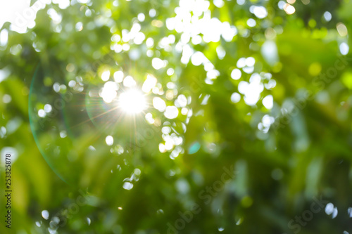 Green leaves bokeh blurred background and light flare