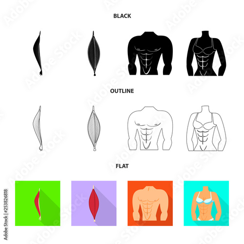 Vector illustration of fiber and muscular symbol. Set of fiber and body  stock symbol for web.
