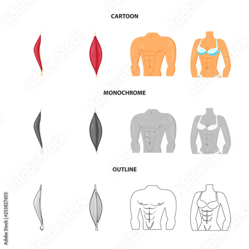 Isolated object of fiber and muscular sign. Set of fiber and body  stock symbol for web.