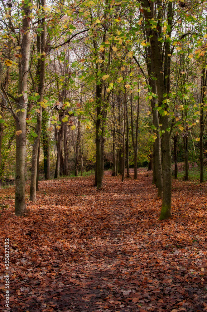 path in the forest path in the forest