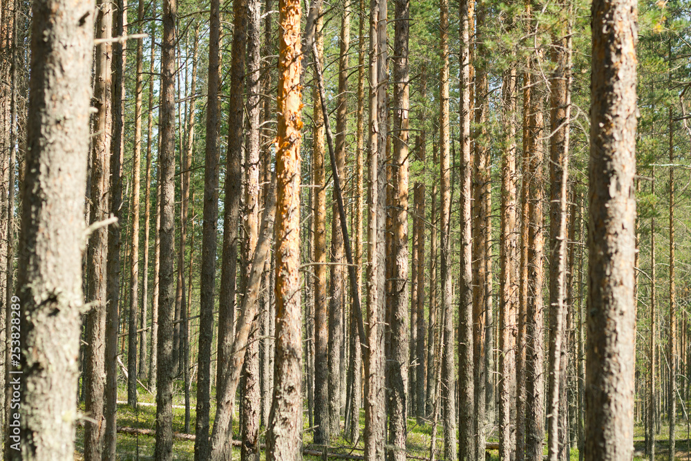 Pine forest. Beautiful morning view and sun rays in the pine forest. Pine forest. Beautiful morning view and sun rays in the pine forest.