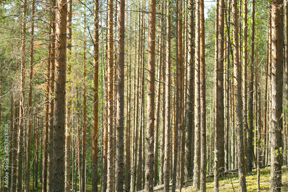 Pine forest. Beautiful morning view and sun rays in the pine forest. Pine forest. Beautiful morning view and sun rays in the pine forest.