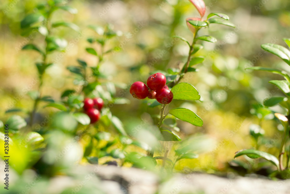 Red berries of cowberry in the forest. Red berries of cowberry in the forest.