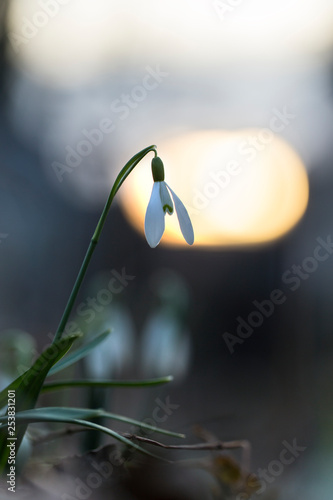 Snowdrop (Galanthus nivalis) in a wonderful evening backlight. Beautiful snowdrop flowers (Galanthus nivalis) at spring.