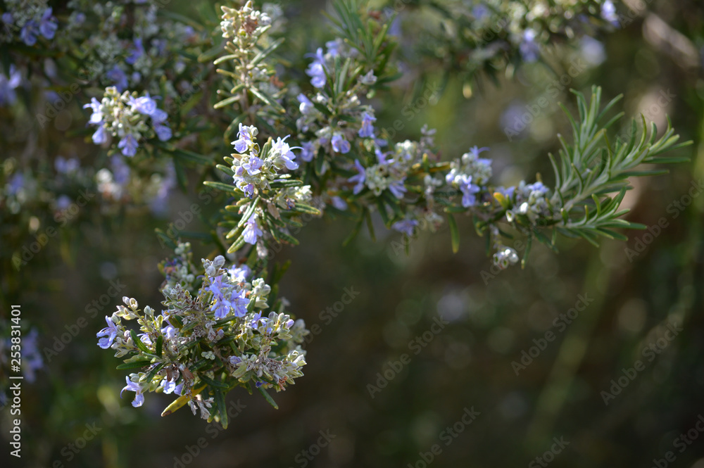 Close-up of Rosemary Flowers, Macro Nature Close-up of Rosemary Flowers, Macro Nature
