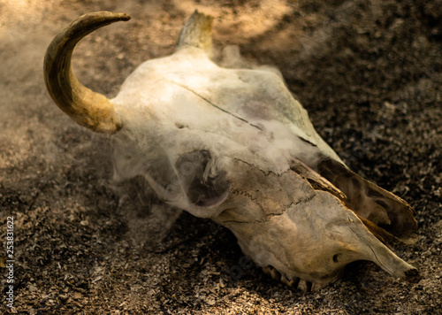 Cow horn or cow skull, people popular make as jewelry home, horn bones brown at bend but one side deduct place put on the ground in the garden with White smoke coming out of fracture of the skull.