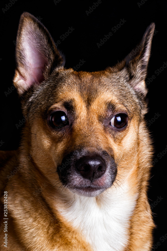 portrait of a dog on a black background portrait of a dog on a black background