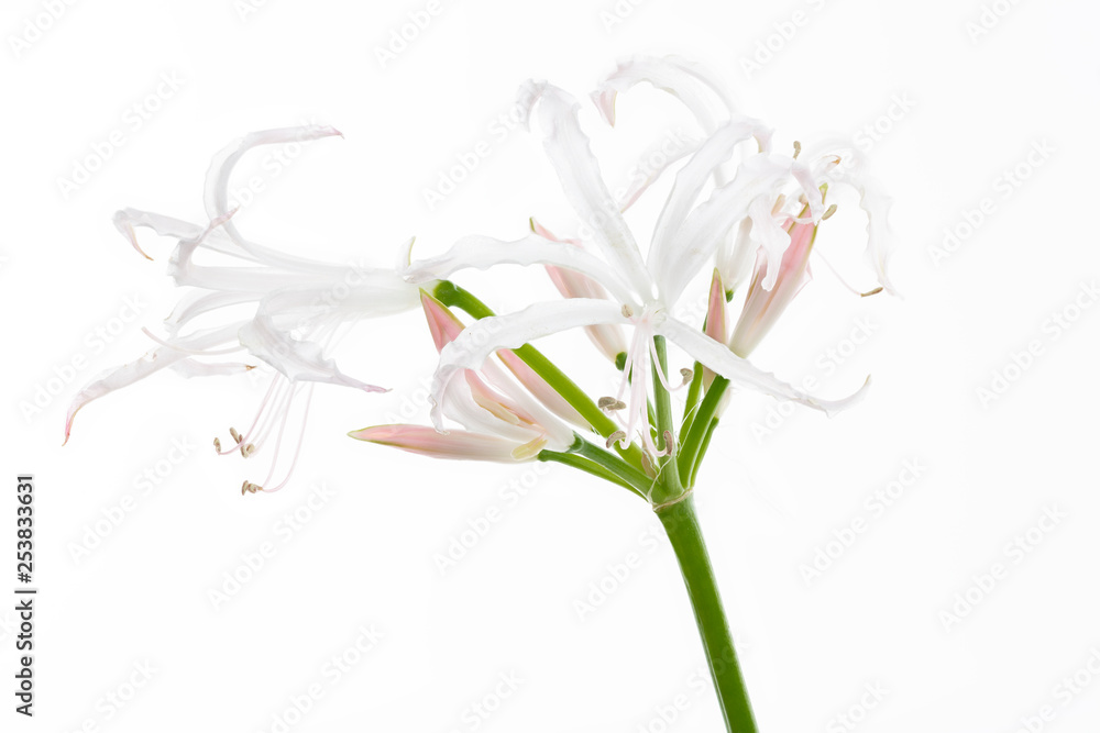 Obraz premium Ismene (Hymenocallis), freigestellt auf weißem Hintergrund