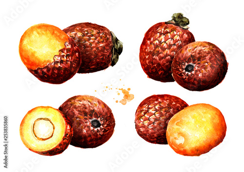 Exotic Buriti fruit Aguaje or Moriche palm fruit mauritia flexuosa set. Watercolor hand drawn illustration, isolated on white background photo