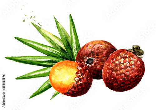 Exotic Buriti fruit Aguaje or Moriche palm fruit mauritia flexuosa. Watercolor hand drawn illustration isolated on white background photo