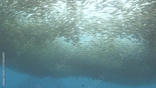 Huge school of fusilier fish ebbs and circles in the open water near a pinnacle in the Gulf of Thailand. photo