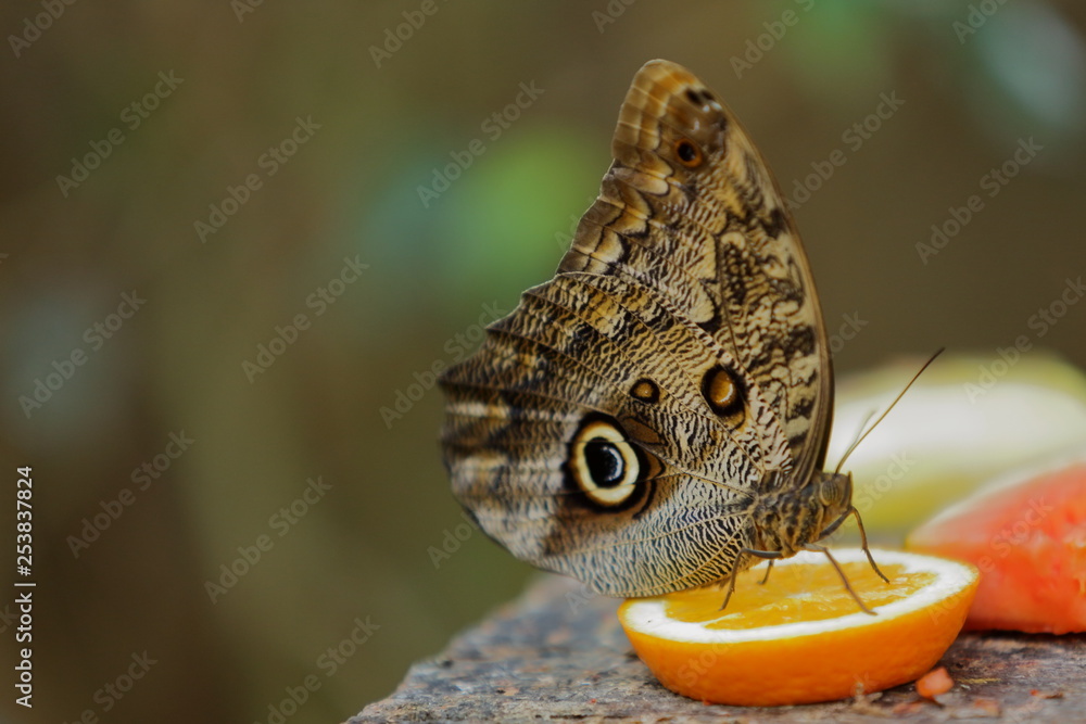Fototapeta premium mariposa grande