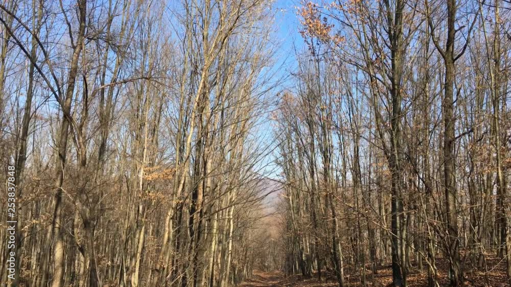 Walking on a forest road, early spring season Walking on a forest road, early spring season