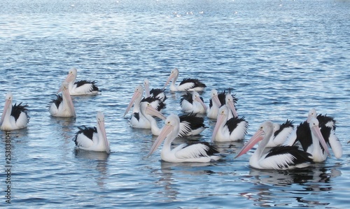 Pelican - flock of Australian Pelicans, a black and white pelican bird in the pelican family (Pelecanus onocrotalus) found in Australia, fiji and New Guinea and pacific islands 