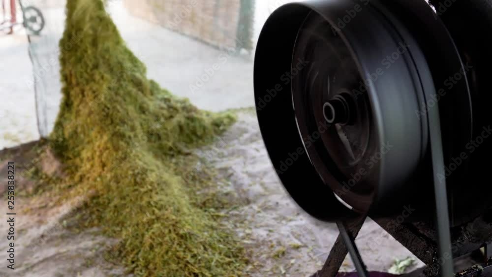 Tobacco leaves are being shredded using machine as a process of producing tobacco. Tobacco leaves are being shredded using machine as a process of producing tobacco.