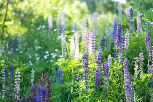 Spring blossom grass and flowers