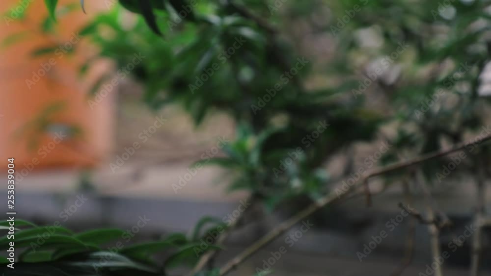 A awesome back moving shot of branches. A awesome back moving shot of branches.