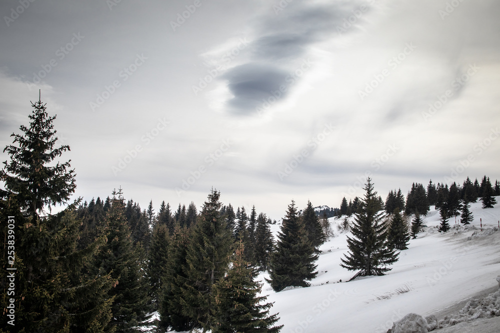 Evergreen forest on mountain. End of winter on Kopaonik in Serbia Evergreen forest on mountain. End of winter on Kopaonik in Serbia