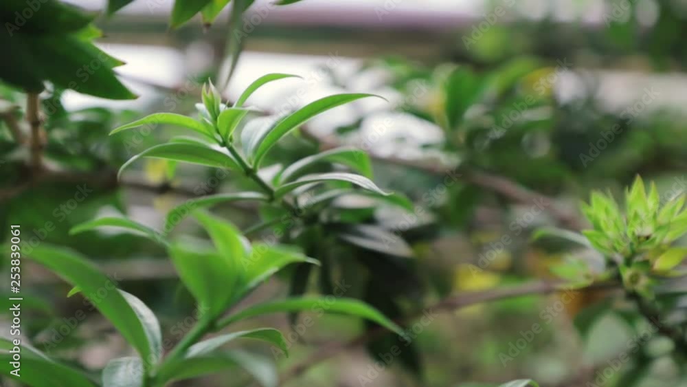 An awesome back moving shot of branches of leaves with wind. An awesome back moving shot of branches of leaves with wind.
