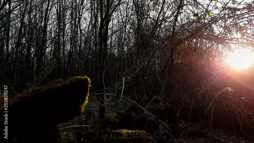 ceppi di legno nel bosco