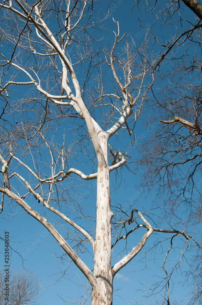 Obraz premium Sycamore Tree Blue Sky 1