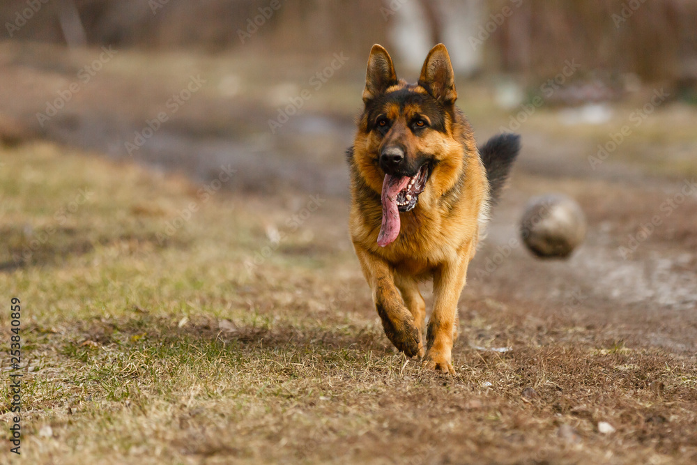 Naklejka premium german shepherd jumping and running in late summer meadow