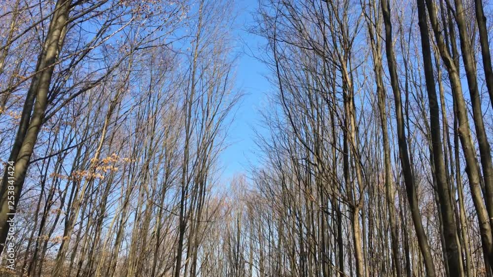 Walking on a forest road, early spring season Walking on a forest road, early spring season