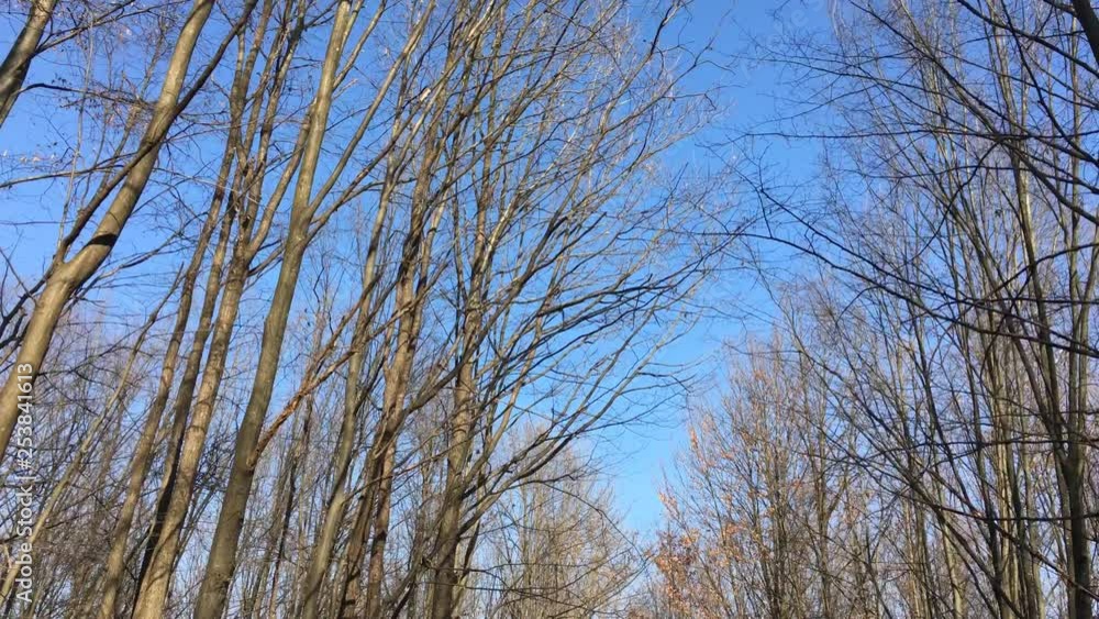 Walking on a forest road, early spring season Walking on a forest road, early spring season