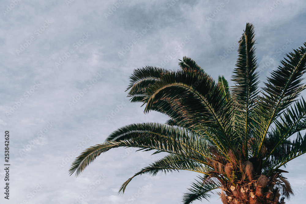 Fototapeta premium palm trees against the sky