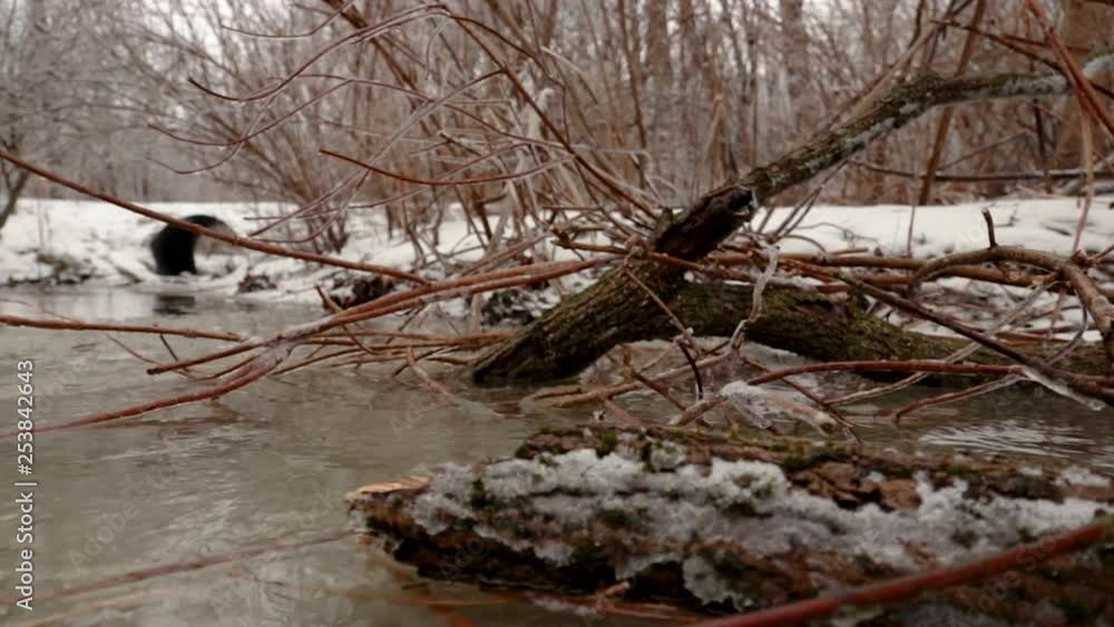 Cut tree logs and broken ice covered tree branches in a stream of water in nature. Everything is covered in snow and ice due to frozen rain. Cut tree logs and broken ice covered tree branches in a stream of water in nature. Everything is covered in snow and ice due to frozen rain.