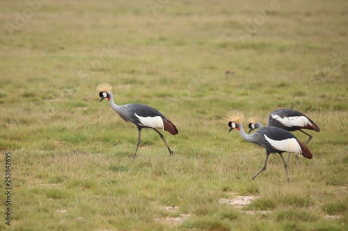 Grey crowned cranes in Amboseli National Park