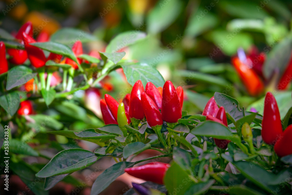 Red chili pepper plant Red chili pepper plant