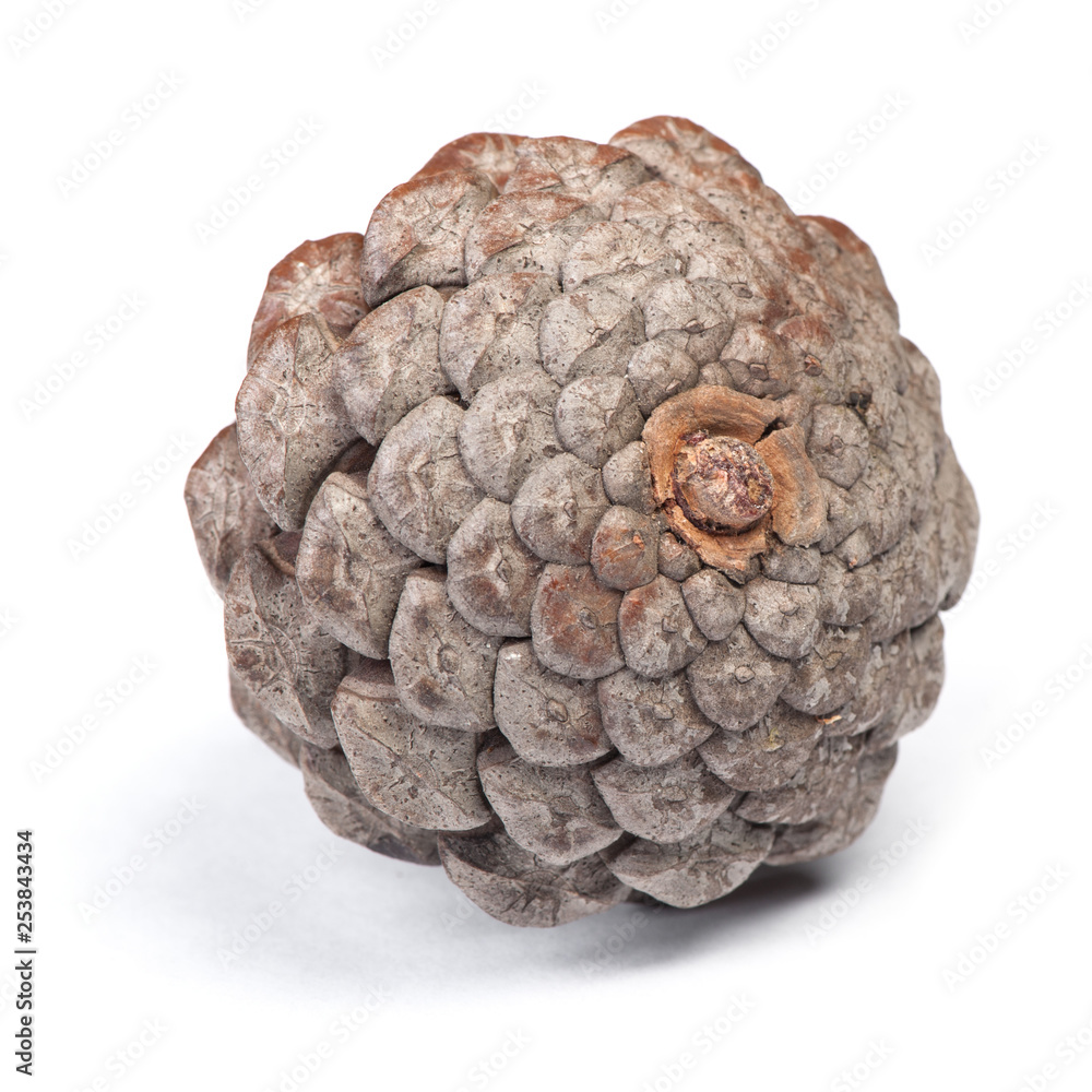 Brown pine cone Brown pine cone