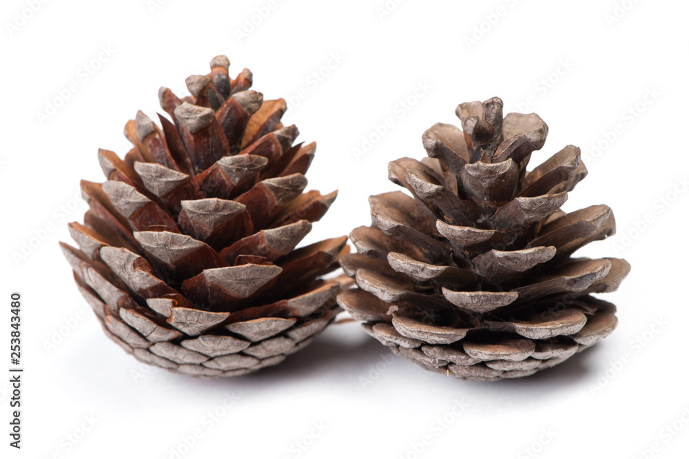 Brown pine cone Brown pine cone