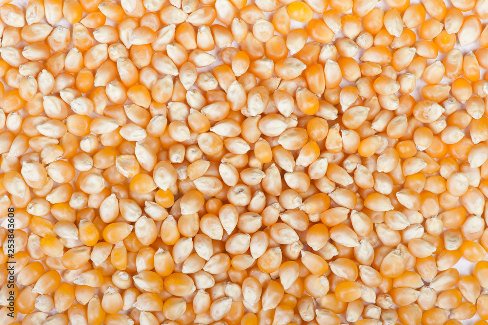 the dried corn the dried corn
