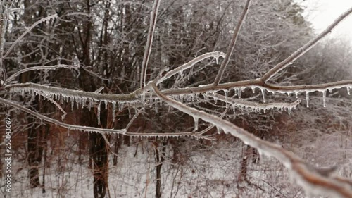 Wallpaper Mural A closeup of formed icicles on hanging branches of trees in nature. Torontodigital.ca